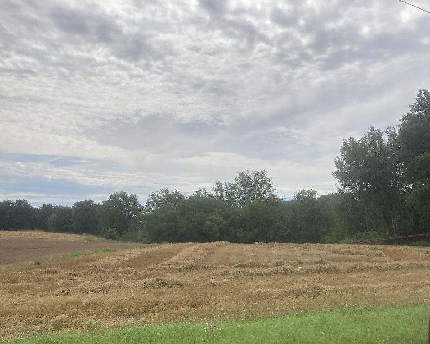 Straw growing in a field.